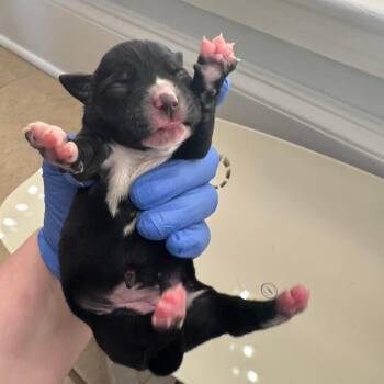 Mixed Breed Dogs Available for Adoption in Columbus, Georgia - Sheva 3825 | PetCurious