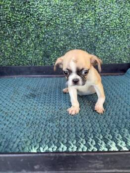 61563642 -  Pug and Mixed Breed Dog for Adoption in El Paso, Texas - 61563642 | PetCurious