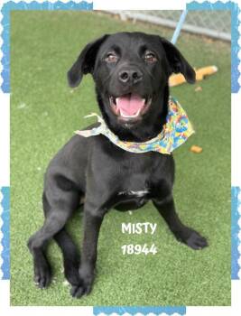 Labrador Retriever Dogs Available for Adoption in Marietta, Georgia - MISTY | PetCurious