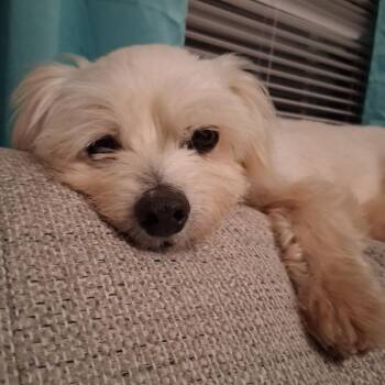 Elmer -  Maltese and Mixed Breed Dog for Adoption in Wake Forest, North Carolina - Elmer | PetCurious