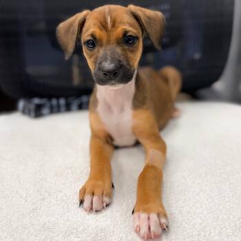 Rescue Doberman Pinscher and Mixed Breed Dogs for Adoption in West Palm Beach, Florida - Jasmine | PetCurious