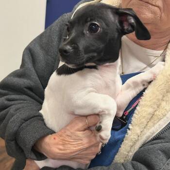 Toby -  Chihuahua and Mixed Breed Dog for Adoption in Farmersville, Ohio - Toby | PetCurious