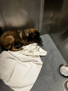 COCO -  Mixed Breed Dog for Adoption in Dallas, Texas - COCO | PetCurious