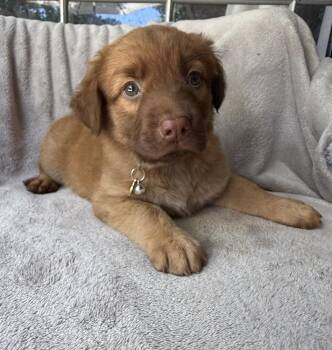 Clementine -  Golden Retriever and Mixed Breed Dog for Adoption in Warr Acres, Oklahoma - Clementine | PetCurious