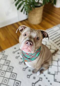 Pit Bull Terrier and Mixed Breed Dogs Available for Adoption in Kansas City, Missouri - Daisy Pearl | PetCurious
