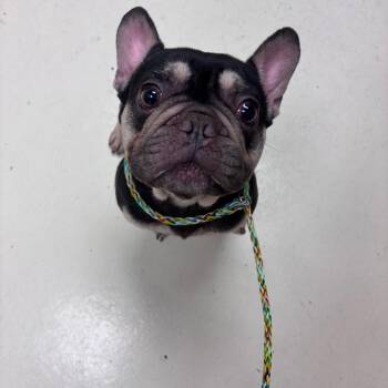 French Bulldog Dogs Available for Adoption in Goleta, California - Diesel | PetCurious