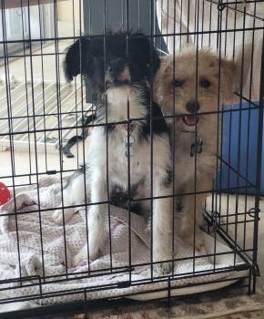Callie -  Maltese and Miniature Poodle Dog for Adoption in Boca Raton, Florida - Callie | PetCurious