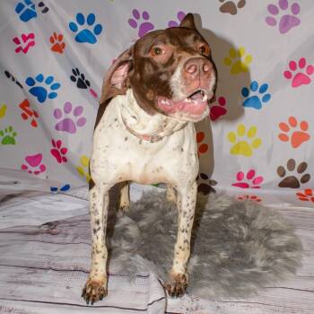 German Shorthaired Pointer Dogs Available for Adoption in Kittanning, Pennsylvania - Nicky | PetCurious