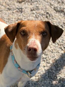 Jack Russell Terrier Dogs Available for Adoption - Bea | PetCurious