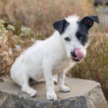 Terrier Dogs Available for Adoption in Palm Springs, California - Frani | PetCurious