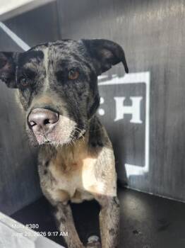 MANCHAS -  American Staffordshire Terrier Dog for Adoption in San Antonio, Texas - MANCHAS | PetCurious