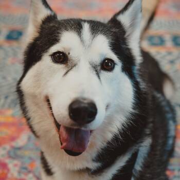 Siberian Husky Dogs Available for Adoption in Krum, Texas - Colleen | PetCurious