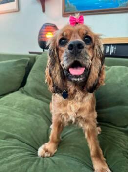 Teela -  Cocker Spaniel Dog for Adoption in Austin, Texas - Teela | PetCurious