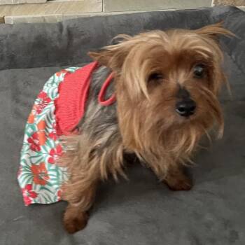 Ellie -  Yorkshire Terrier Dog for Adoption in Sinking Spring, Pennsylvania - Ellie | PetCurious