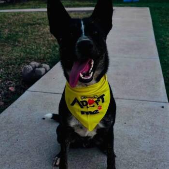 Ozzy -  Cattle Dog Dog for Adoption in Anahuac, Texas - Ozzy | PetCurious