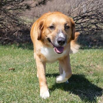 Golden Retriever Dogs Available for Adoption in Erie, Pennsylvania - Nelson | PetCurious