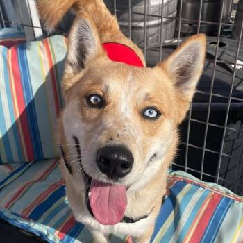 Husky and Cattle Dog Dogs Available for Adoption in Pleasure Rdge, Kentucky - Taco | PetCurious