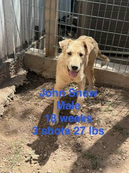 Collie and Labrador Retriever Dogs Available for Adoption in Grafton, Wisconsin - SPONSOR OR FOSTER ME - John Snow | PetCurious