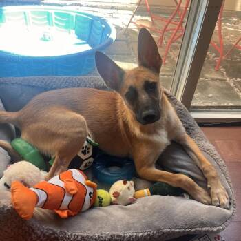 Oskar -  Catahoula Leopard Dog Dog for Adoption in Klein, Texas - Oskar | PetCurious