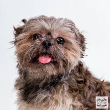 Bueller -  Shih Tzu Dog for Adoption in Fort Montgomery, New York - Bueller | PetCurious