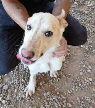 Mixed Breed Dogs Available for Adoption in Billings, Montana - Lol-P7 Marshall | PetCurious