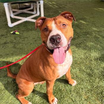 Lenny -  Pit Bull Terrier Dog for Adoption in Pasadena, California - Lenny | PetCurious