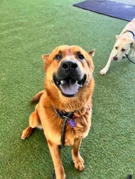 Todd A225569 -  Chow Chow Dog for Adoption in Sacramento, California - Todd A225569 | PetCurious