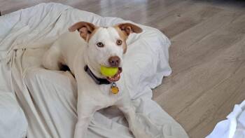 Boo -  Labrador Retriever and Jack Russell Terrier Dog for Adoption in Zuni, Virginia - Boo | PetCurious