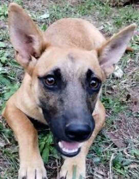 Rescue Mixed Breed Dogs for Adoption in Chelmsford, Massachusetts - Tuff | PetCurious