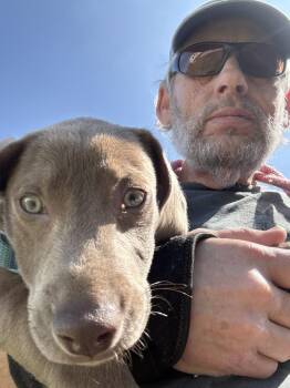 Dachshund and Catahoula Leopard Dog Dogs Available for Adoption - Anderson | PetCurious