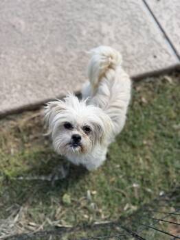 Maltipoo and Mixed Breed Dogs Available for Adoption in Visalia, California - Strawberry | PetCurious