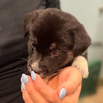 Moose -  Mixed Breed Dog for Adoption in Chattanooga, Tennessee - Moose | PetCurious