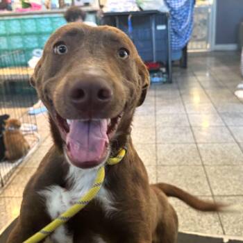 Mixed Breed Dogs Available for Adoption in San Francisco, California - Appa | PetCurious