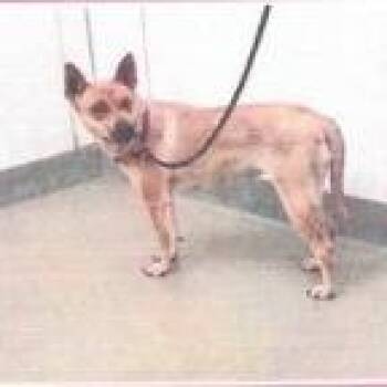 Carolina Dog and Mixed Breed Dogs Available for Adoption in Buellton, California - Eve | PetCurious