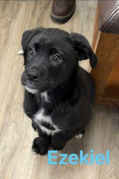 Rescue Shepherd and Boxer Dogs for Adoption in Fremont, Nebraska - AC Zeke (Ezekiel) | PetCurious