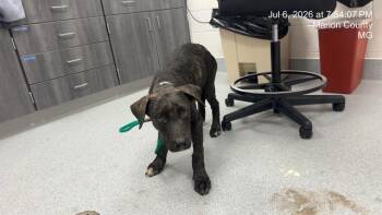 A385469 -  Pit Bull Terrier and Mixed Breed Dog for Adoption in Ocala, Florida - A385469 | PetCurious