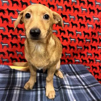 Frito -  Chihuahua and Dachshund Dog for Adoption in Washburn, Missouri - Frito | PetCurious