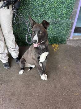 Mixed Breed Dogs Available for Adoption - CHAVALINO | PetCurious