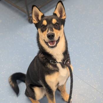 Husky and Shiba Inu Dogs Available for Adoption in Watertown, New York - Rocket | PetCurious