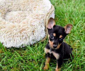 Mel -  Chihuahua Dog for Adoption in Spring Hill, Tennessee - Mel | PetCurious