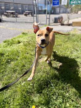 Terrier Dogs Available for Adoption in Mendham, New Jersey - Niko | PetCurious