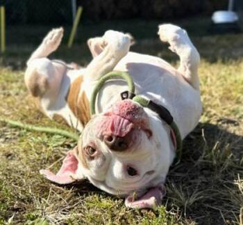 Rescue Pit Bull Terrier Dogs for Adoption in Philadelphia, Pennsylvania - Fallon | PetCurious
