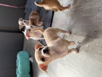 Chihuahua Dogs Available for Adoption in Berlin, New Jersey - Marigold | PetCurious