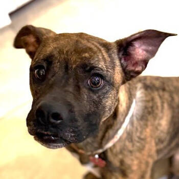 Rescue Boxer and Mixed Breed Dogs for Adoption in Festus, Missouri - Zoey | PetCurious