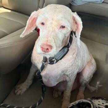 Charly *Arriving 8/22* D12139 -  Australian Shepherd and Poodle Dog for Adoption - Charly *Arriving 8/22* D12139 | PetCurious