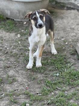 German Shepherd Dog Dogs Available for Adoption in Russiaville, Indiana - OJ! Sweet Amazing Trained Boy!  | PetCurious