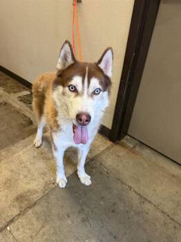 Husky Dogs Available for Adoption in Ontario, California - BLUE | PetCurious