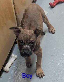 Mixed Breed Dogs Available for Adoption in Warren, Michigan - Ironfang | PetCurious