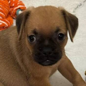 Sampson -  Chihuahua and Pug Dog for Adoption in San Antonio, Texas - Sampson | PetCurious