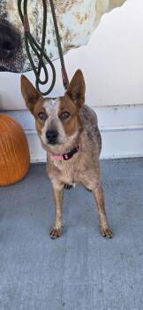 Leigha -  Fox Terrier and Mixed Breed Dog for Adoption in Fergus Falls, Minnesota - Leigha | PetCurious